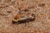Notiophilus quadripunctatus